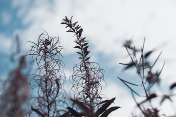 Flowers and grass in autumn, sepia and blue