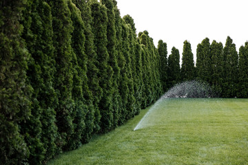 Sprinkler spraying water on lawn with fresh green grass.