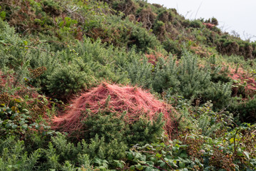 Red Dodder ie Cuscuta epithymum on wild Gorse ie Ulex europaeus, Devon, UK.