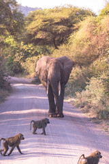 Obraz na płótnie Canvas Elephant in beautiful landscape scenery of bush savannah - Game drive in Lake Manyara National Park, Wild Life Safari, Tanzania, Africa