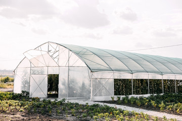 Obraz premium Greenhouse with plants and vegetables.