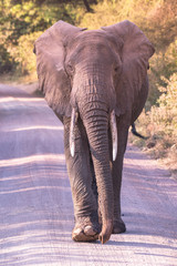 Fototapeta na wymiar Elephant in beautiful landscape scenery of bush savannah - Game drive in Lake Manyara National Park, Wild Life Safari, Tanzania, Africa