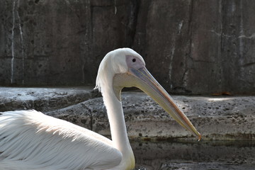水面を泳ぐペリカンの横顔