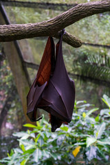Megabat haning on the tree branch.