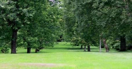 Avenue of trees (birch and maple) on a well kept lawn during a sunny summers day in scotland.