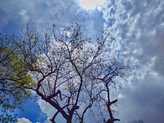 captured beautiful sky and tree with mobile camera