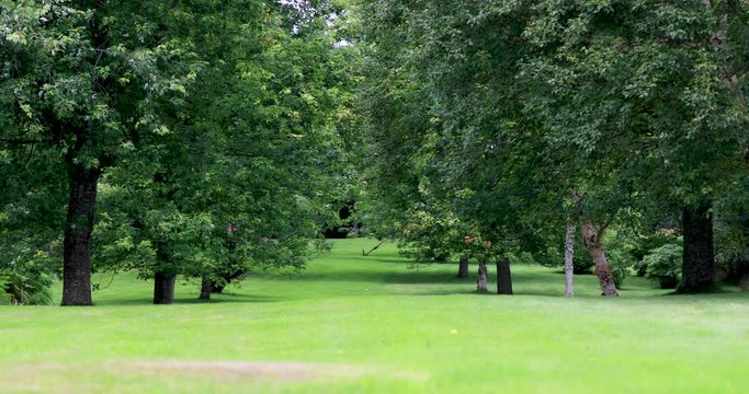 Avenue of trees (birch and maple) on a well kept lawn during a sunny summers day in scotland.
