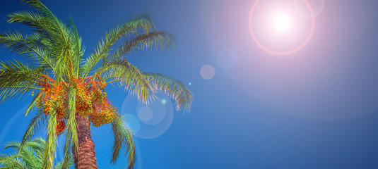Fototapeta na wymiar Banner concept with colorful tropical date palm trees with edible sweet fruits at blue gradient sky background with copy space and lens flare effect, details, closeup