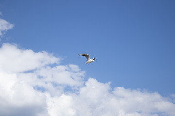 Fototapeta na wymiar A seagull flies as if from the clouds