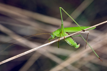 Vierpunktige Sichelschrecke ( Phaneroptera nana ).