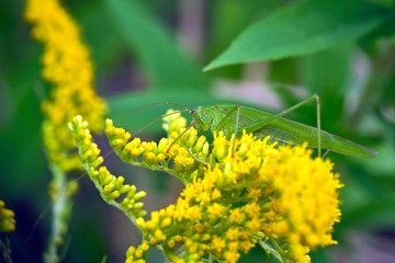 Vierpunktige Sichelschrecke ( Phaneroptera nana ).
