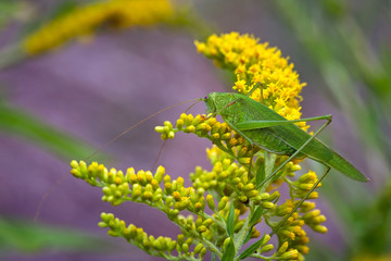 Vierpunktige Sichelschrecke ( Phaneroptera nana ).
