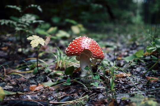 fly agaric mushroom