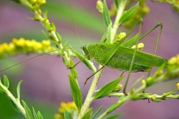 Vierpunktige Sichelschrecke ( Phaneroptera nana ).