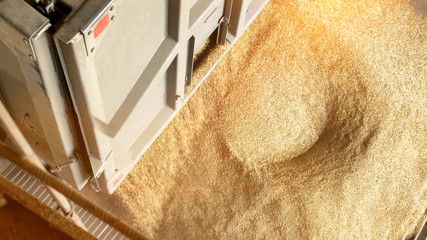 unloading grain at a factory from a truck. Grain processing concept for cereals, copy space for text
