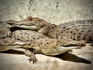 alligators relaxing in the sun