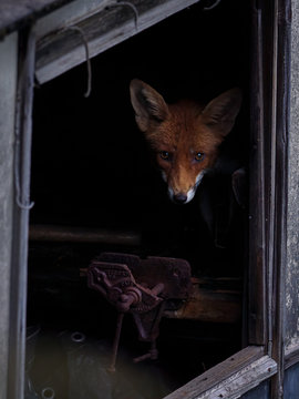 A Young Urban Fox Framed By The Window Of A Derelict Shed. The Fox Looks Towards The Camera, Only Its Head And Ears Visible, The Rest Of The Body Hidden In The Darkness Of The Shed