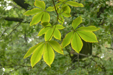 Fototapeta na wymiar Chestnut leaves in autumn park