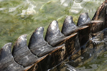 crocodile