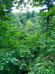 Fototapeta premium forest in the forest