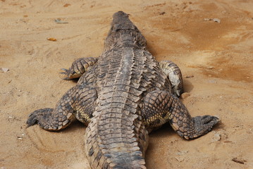 Fototapeta premium crocodile