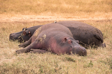 Hippo in beautiful landscape scenery of bush savannah - Game drive in  Ngorongoro Crater National Park, Wild Life Safari, Tanzania, Africa