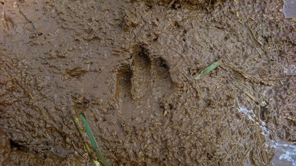 Animal footprint in muddy ground