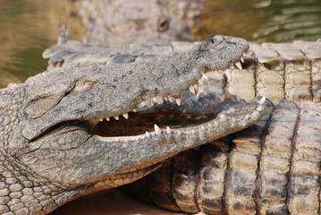 crocodile