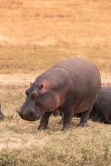 Hippo in beautiful landscape scenery of bush savannah - Game drive in  Ngorongoro Crater National Park, Wild Life Safari, Tanzania, Africa
