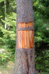 Cut bark on the pine tree