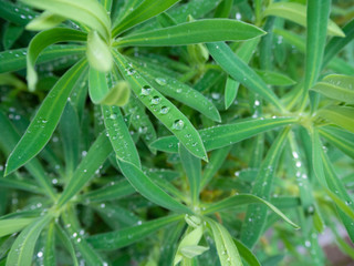 Fototapeta na wymiar 雨上がりの雫をのせた美しい草花