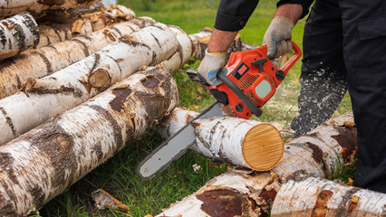 Man in gloves is sawing a tree trunk with a chainsaw. Birch, power saw, sawdust.
