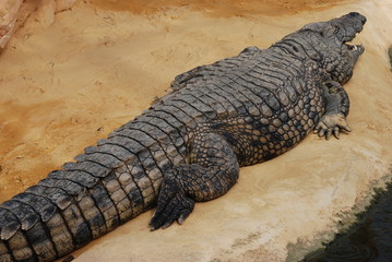 crocodile