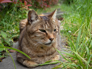 Naklejka na ściany i meble 散歩途中に見つけたお昼寝中のかわいい縞柄の野良猫