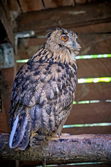 Uhu ( Bubo bubo ).