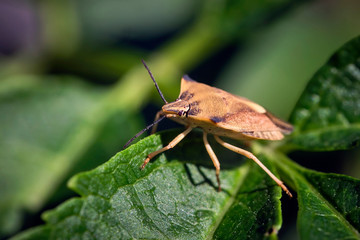 Nördliche Fruchtwanze ( Carpocoris fuscispinus ).