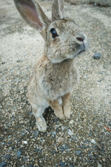 大久野島のうさぎ