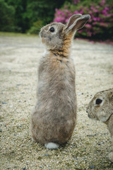 大久野島のうさぎ