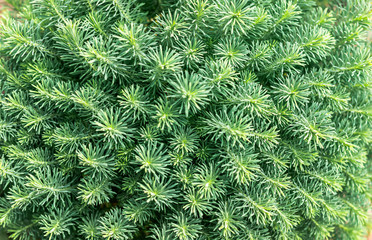 Background from a green Christmas tree,