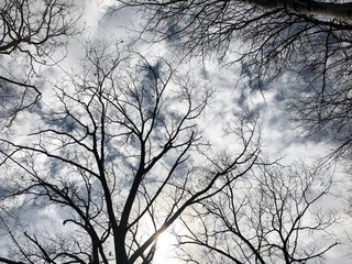 silhouette of a tree in winter