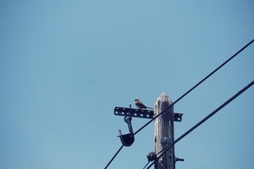 Oiseau sur des câbles électriques .