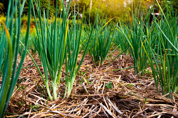 A lot of green onions grow in the garden