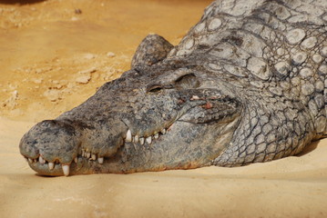 crocodile