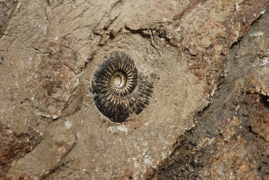 fossile