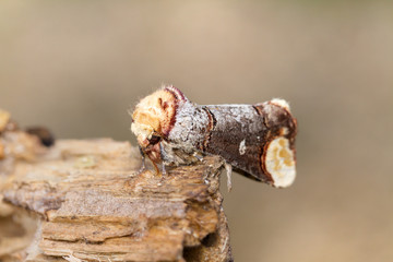 Macro Of Buff Tip Moth, Phalera bucephala, Resting On A Log Against A Diffuse Beige Background....