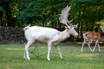 Reh im Park füttern gehege portrait 