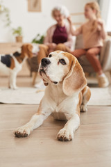 Vertical warm toned portrait of senior beagle dog lying on floor with happy family in background