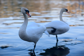 white swans in the water / wild beautiful birds, swans in nature