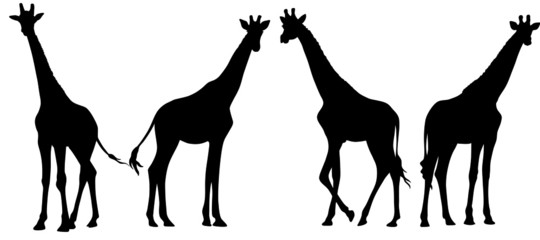 set of giraffe silhouette isolated on white. vector flat