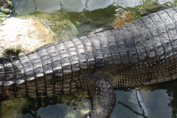 crocodile